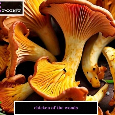 Chicken of the Woods Recipe